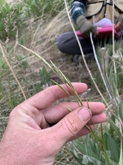 Bromus marginatus