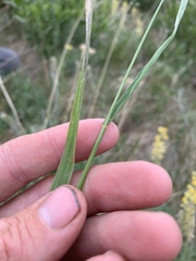 Bromus marginatus