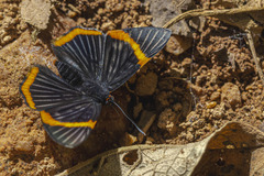 Riodina lycisca lycisca