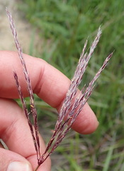 Andropogon appendiculatus