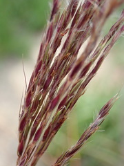 Andropogon appendiculatus