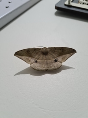 Lepidoptera