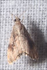 Glaucocharis dilatella