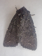 Aseptis ethnica