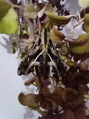 Hemeroplanes triptolemus