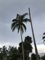 Cocos nucifera