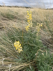 Lupinus sulphureus