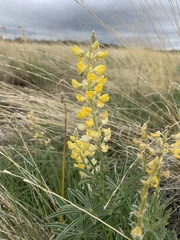 Lupinus sulphureus