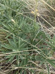 Lupinus sulphureus