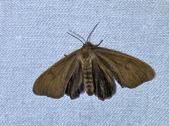 Virbia opella