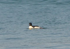 Mergus merganser