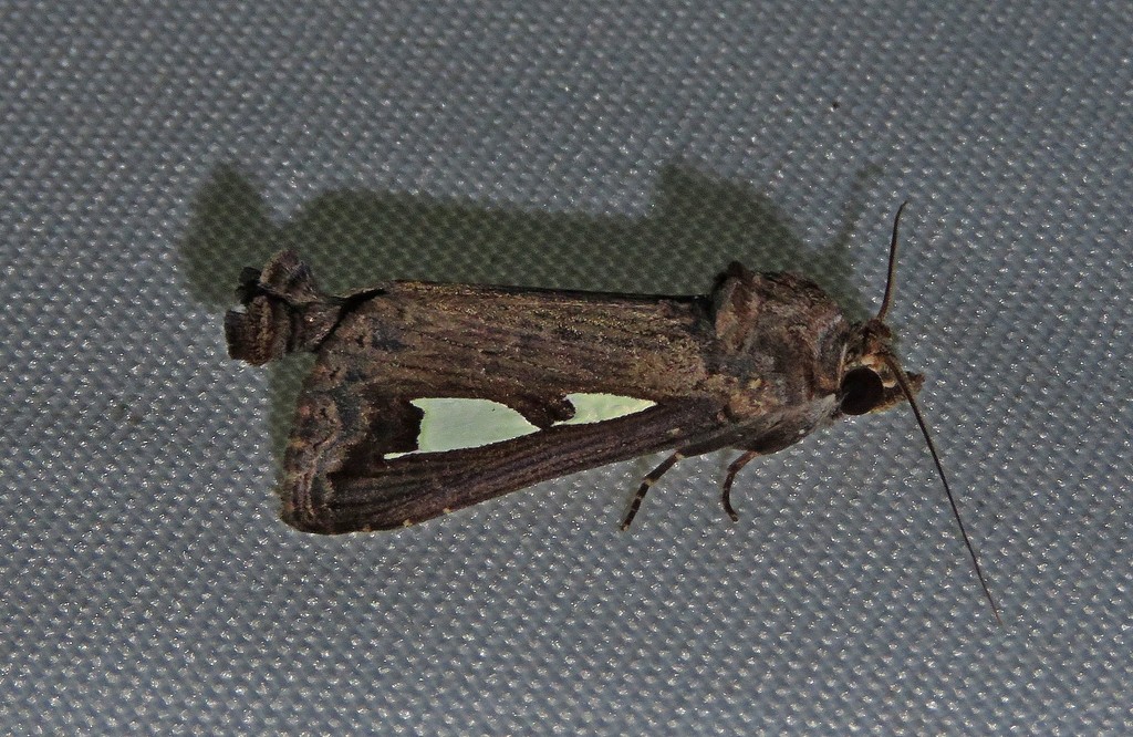 Notoplusia minuta