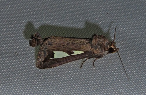 Notoplusia minuta