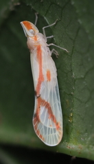 Otiocerus coquebertii