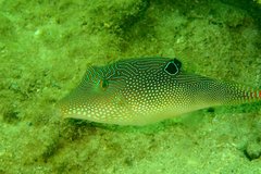 Canthigaster petersii