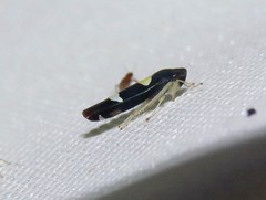 Microgoniella tristicula