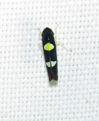 Microgoniella tristicula