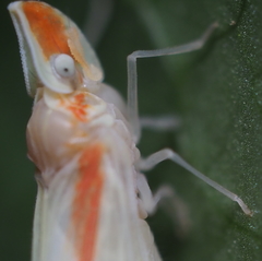 Otiocerus coquebertii