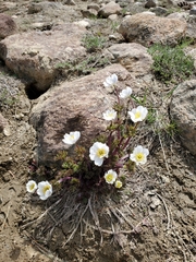 Anemone drummondii