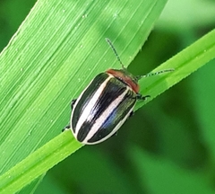 Calligrapha californica