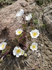 Anemone drummondii