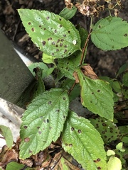 Blumeriella filipendulae