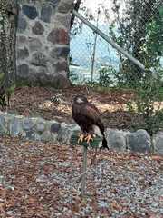 Parabuteo