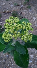 Parthenium tomentosum