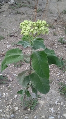 Parthenium tomentosum