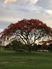 Delonix regia