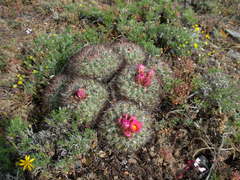 Pediocactus nigrispinus
