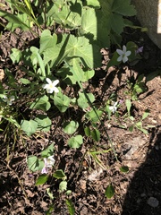 Viola canadensis scopulorum
