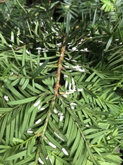 Pulvinaria floccifera