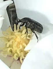 Euphoria sepulcralis