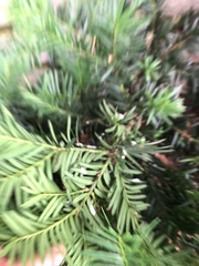 Pulvinaria floccifera