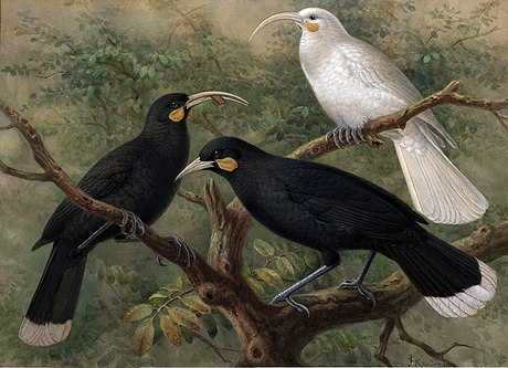 Huia (Heteralocha acutirostris)