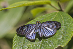 Pythonides lancea