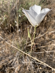 Calochortus macrocarpus maculosus