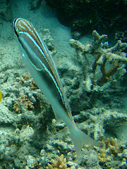 Scolopsis trilineata