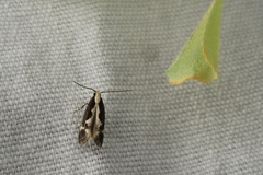 Agnippe prunifoliella