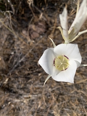 Calochortus macrocarpus maculosus
