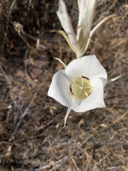 Calochortus macrocarpus maculosus