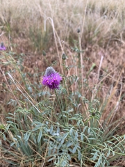 Dalea ornata