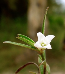 Hedyotis