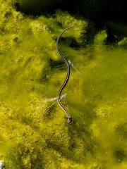 Thamnophis cyrtopsis cyrtopsis