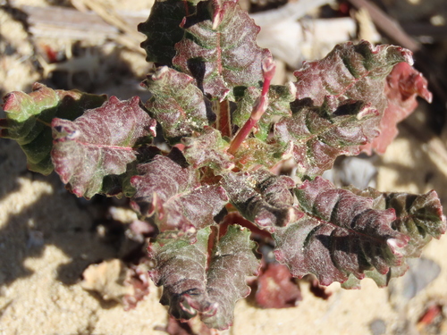 Naked Buckwheat foliage