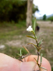 Hedyotis