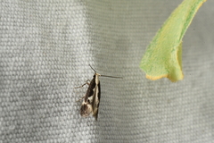 Agnippe prunifoliella