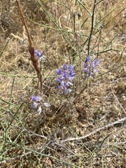 Lupinus angustifolius