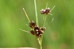 Rhynchospora globularis